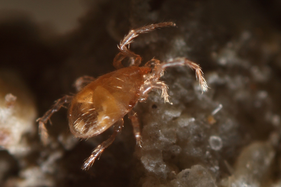 acari di grotta romagnoli: Mesostigmata - Riolo T. (RA)